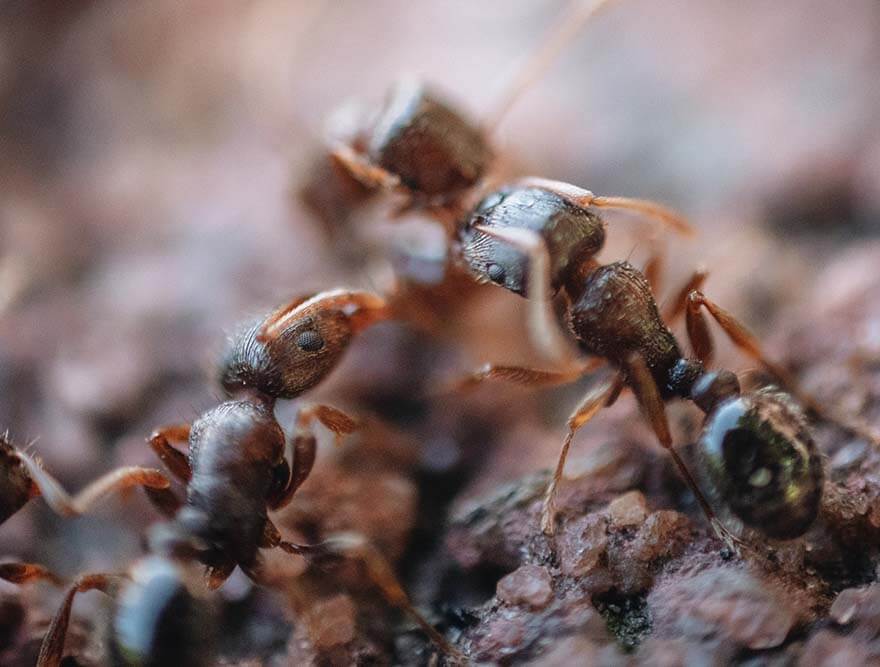 Ant trail along an interior skirting board inside a Cairns home