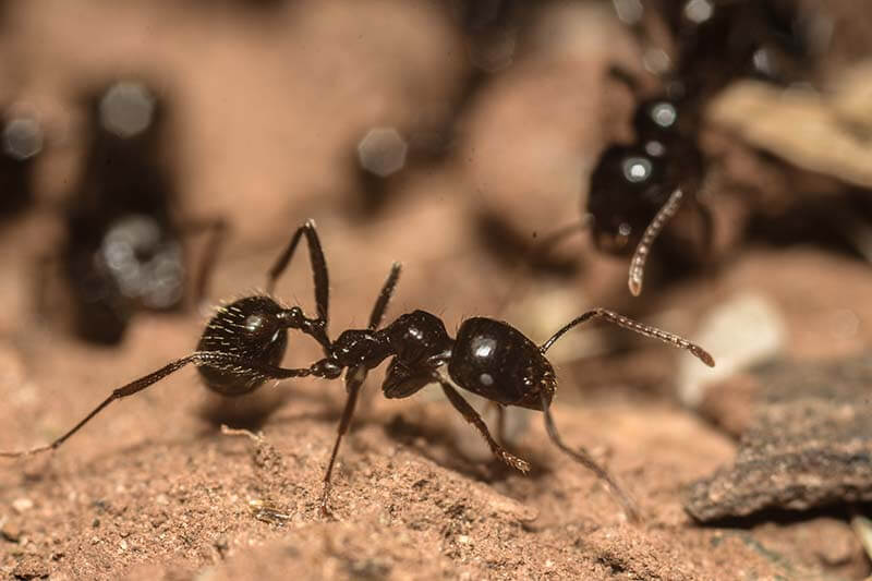 Close-up of ants commonly found invading Cairns homes during the wet season