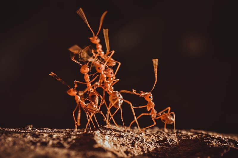 Ant control services in Cairns