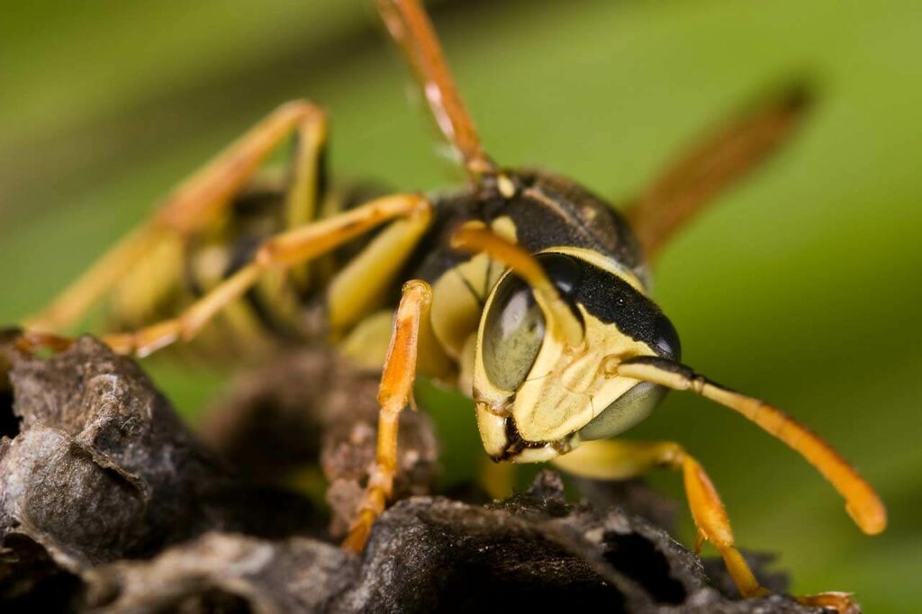 Paper wasp close-up — common Cairns stinging pest