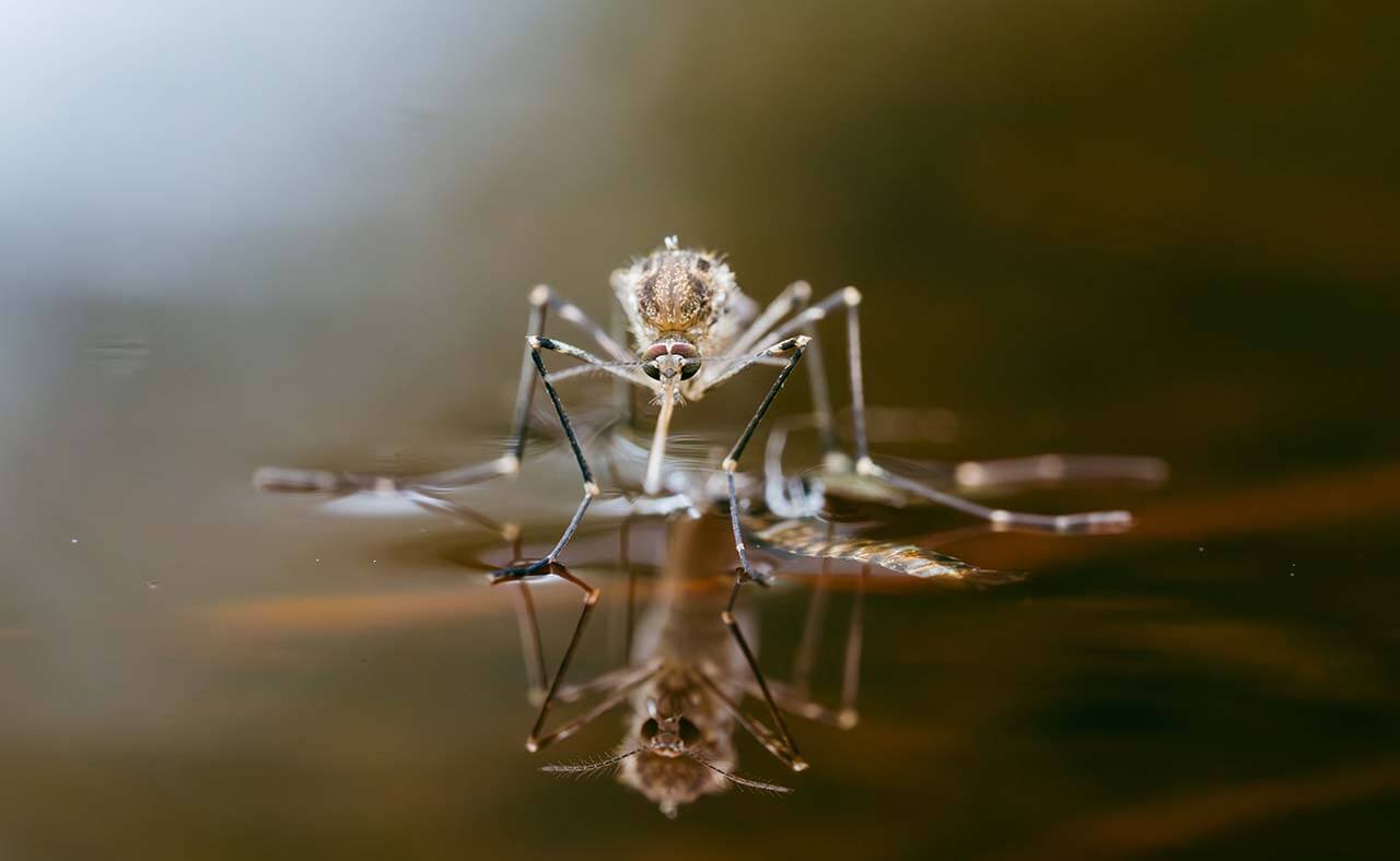 Mosquito on water surface — breeding site management in Cairns