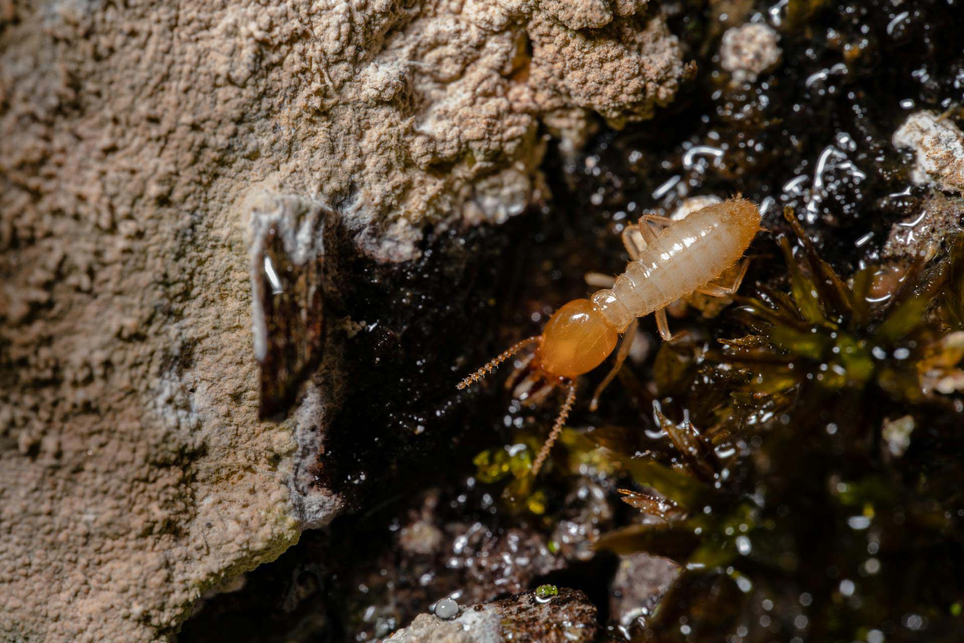 Technician applying termite prevention treatment around a Cairns property
