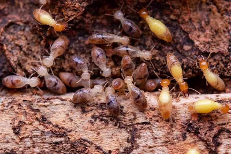 Termite control services in Cairns
