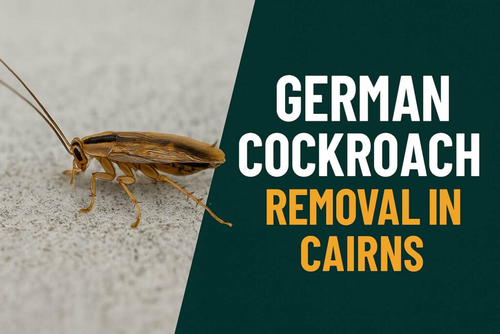 Close-up of a German cockroach on a kitchen surface, representing professional German cockroach removal in Cairns by Tropical Palms Pest Management.