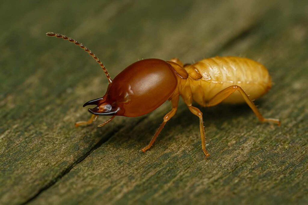 Close-up of a termite on timber, highlighting the risk of termite damage in Cairns homes