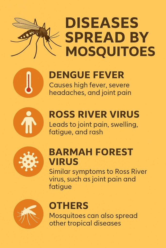 Infographic showing mosquito-borne diseases in Cairns including dengue fever, Ross River virus, Barmah Forest virus and other tropical risks.