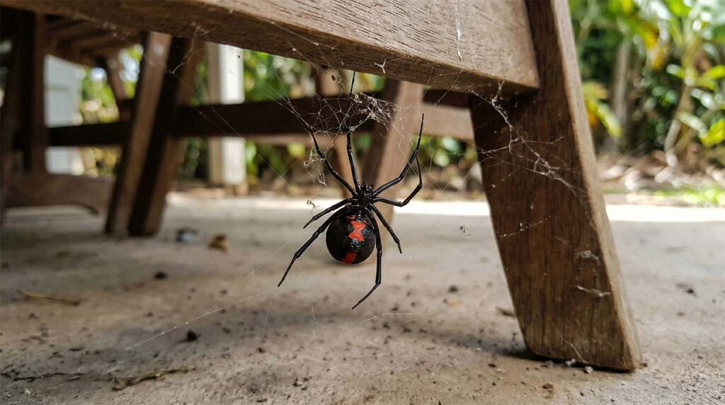 Redback spider identification Queensland